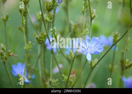 i fiori di cicoria si avvicinano alla luce del sole in un campo Foto Stock