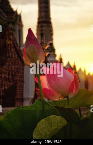 Due lotuse rosa in varie fasi di fioritura, sullo sfondo verdeggiante di foglie. L'attenzione è fortemente concentrata su questi fiori, che si trovano in cima a te Foto Stock