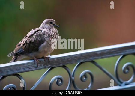 Colomba in lutto, nota anche come colomba di pioggia o colomba di tartaruga, zenaida macroura, con un corpo grigio-marrone e un lungo, appuntito alto su una ringhiera. Foto Stock