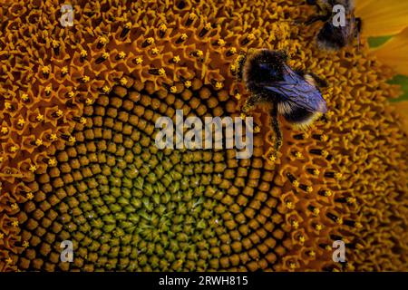 Un primo piano di un'ape su un girasole in estate Foto Stock