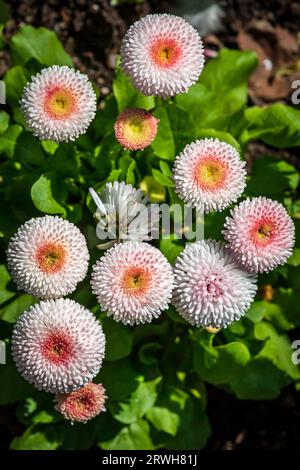 Una vista dall'alto dei bellissimi fiori bellis in primavera Foto Stock