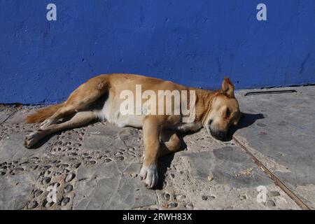 Cute Street Dog si trova su un sentiero a Chefchaouen, la città Blu, nel nord del Marocco Foto Stock