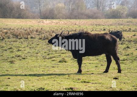 Bufalo d'acqua dei Carpazi nel campo erboso in primavera Foto Stock