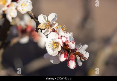 ramo fiorito dell'albicocca (prunus armeniaca) all'inizio della primavera Foto Stock