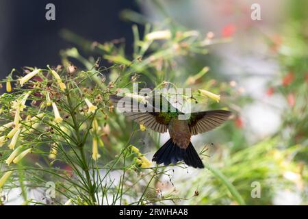 Colibrì stropicciati di rame, tobaci di Amazilia, che si nutrono di fiori con le ali sparse e tornano alla macchina fotografica Foto Stock