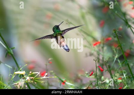 Colibrì in ramato, Amazilia tobaci, che vola lontano dalla macchina fotografica con le ali sparse in posa unica Foto Stock