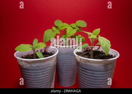 Piantine di pomodoro in tazze di plastica bianche con sfondo rosso Foto Stock