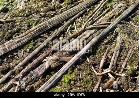 Erba palude in foreste. Piante primaverili. Texture di area boschiva. Steli asciutti. Foto Stock