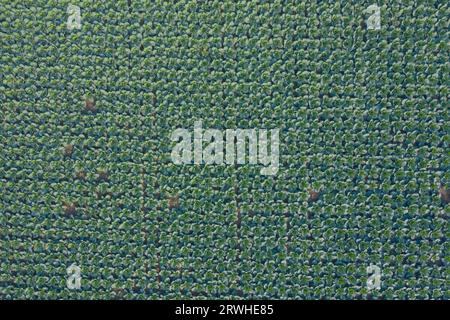 Vista aerea di un campo di cavoli a Savar, Dacca, Bangladesh. Foto Stock