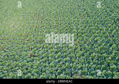 Vista aerea di un campo di cavoli a Savar, Dacca, Bangladesh. Foto Stock