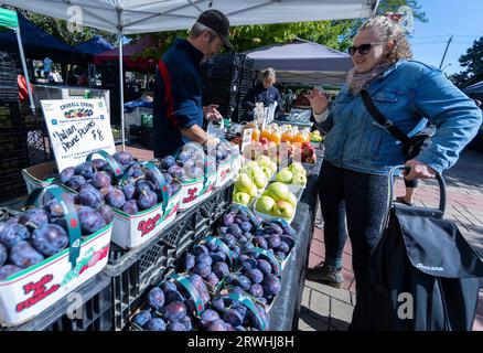 Toronto, Canada. 19 settembre 2023. Una donna compra in un mercato agricolo a Toronto, Canada, il 19 settembre 2023. L'indice dei prezzi al consumo (CPI) del Canada è aumentato del 4% nel mese di agosto anno dopo anno, dopo un aumento del 3,3% a luglio, Statistics Canada ha dichiarato martedì. Crediti: Zou Zheng/Xinhua/Alamy Live News Foto Stock