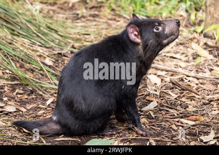 Prigioniero del diavolo della Tasmania seduto a terra Foto Stock