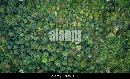 PU'er. 14 settembre 2023. Questa foto aerea scattata il 14 settembre 2023 mostra una vecchia foresta di tè presso il monte Jingmai a PU'er City, nella provincia dello Yunnan della Cina sud-occidentale. Il paesaggio culturale delle vecchie foreste di tè del monte Jingmai a PU'er è stato iscritto nella lista dei patrimoni dell'umanità dell'UNESCO domenica alla 45a sessione estesa del Comitato del Patrimonio Mondiale dell'UNESCO a Riyadh, in Arabia Saudita, rendendolo il 57° sito Patrimonio Mondiale dell'Umanità della Cina. Credito: HU Chao/Xinhua/Alamy Live News Foto Stock