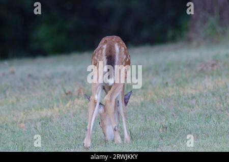 Cervo dalla coda bianca, Odocoileus virginianus, pascolamento Foto Stock