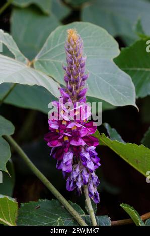 Kudzu, Pueraria montana Foto Stock