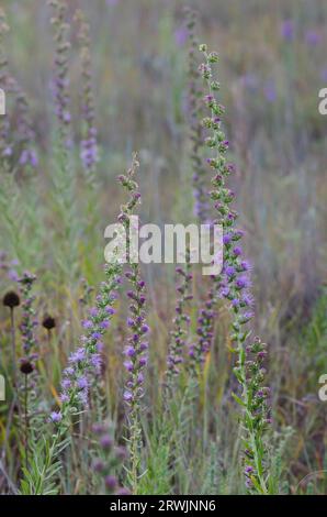 Star Blazing alta, Liatris aspera Foto Stock