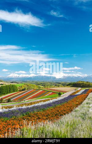 Shikisai no Oka e la catena montuosa Tokachidake in autunno Foto Stock