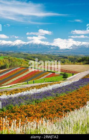 Shikisai no Oka e la catena montuosa Tokachidake in autunno Foto Stock