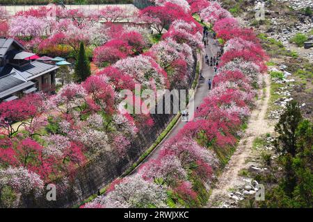 Hanamomo, Tsukikawa Onsenkyo Foto Stock