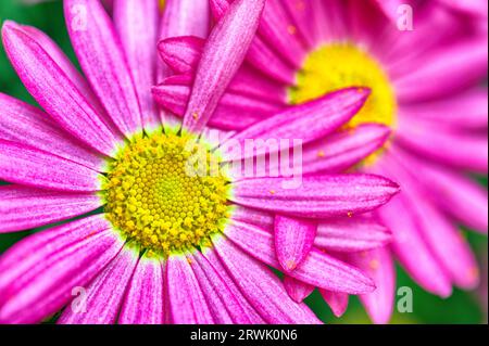 Daisies - intrecciati e insieme Foto Stock