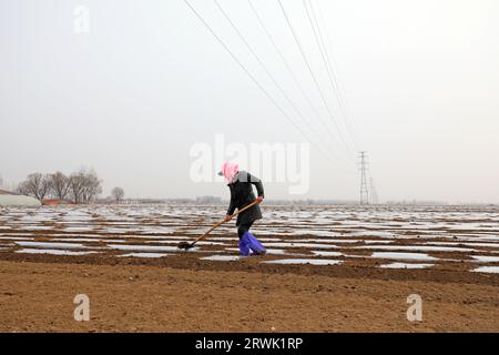 CONTEA DI LUANNAN, Cina - 11 marzo 2022: Gli agricoltori coltivano patate nei campi, Cina settentrionale Foto Stock