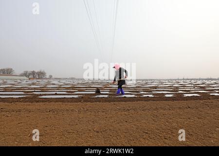 CONTEA DI LUANNAN, Cina - 11 marzo 2022: Gli agricoltori coltivano patate nei campi, Cina settentrionale Foto Stock