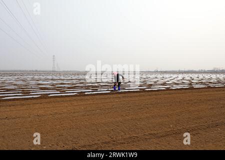 CONTEA DI LUANNAN, Cina - 11 marzo 2022: Gli agricoltori coltivano patate nei campi, Cina settentrionale Foto Stock