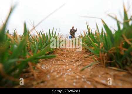 CONTEA DI LUANNAN, Cina - 16 marzo 2022: Gli agricoltori fertilizzano il grano invernale nei campi, Cina settentrionale Foto Stock