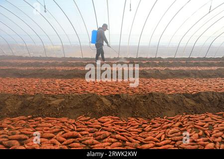 LUANNAN COUNTY, Cina - 21 marzo 2022: Gli agricoltori spruzzano fungicidi sui semi di patate dolci nella serra, nella Cina settentrionale Foto Stock