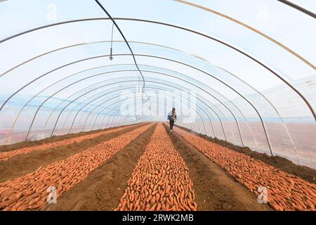 LUANNAN COUNTY, Cina - 21 marzo 2022: Gli agricoltori spruzzano fungicidi sui semi di patate dolci nella serra, nella Cina settentrionale Foto Stock