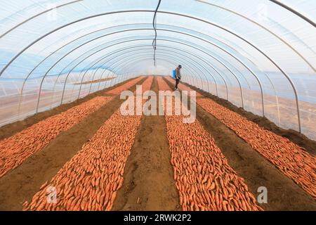 LUANNAN COUNTY, Cina - 21 marzo 2022: Gli agricoltori spruzzano fungicidi sui semi di patate dolci nella serra, nella Cina settentrionale Foto Stock