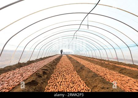 LUANNAN COUNTY, Cina - 21 marzo 2022: Gli agricoltori spruzzano fungicidi sui semi di patate dolci nella serra, nella Cina settentrionale Foto Stock