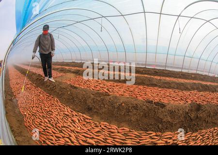 LUANNAN COUNTY, Cina - 21 marzo 2022: Gli agricoltori spruzzano fungicidi sui semi di patate dolci nella serra, nella Cina settentrionale Foto Stock