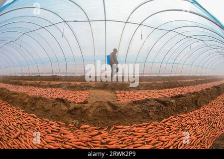 LUANNAN COUNTY, Cina - 21 marzo 2022: Gli agricoltori spruzzano fungicidi sui semi di patate dolci nella serra, nella Cina settentrionale Foto Stock