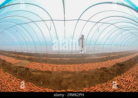 LUANNAN COUNTY, Cina - 21 marzo 2022: Gli agricoltori spruzzano fungicidi sui semi di patate dolci nella serra, nella Cina settentrionale Foto Stock