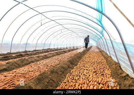 LUANNAN COUNTY, Cina - 21 marzo 2022: Gli agricoltori spruzzano fungicidi sui semi di patate dolci nella serra, nella Cina settentrionale Foto Stock