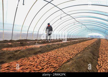 LUANNAN COUNTY, Cina - 21 marzo 2022: Gli agricoltori spruzzano fungicidi sui semi di patate dolci nella serra, nella Cina settentrionale Foto Stock