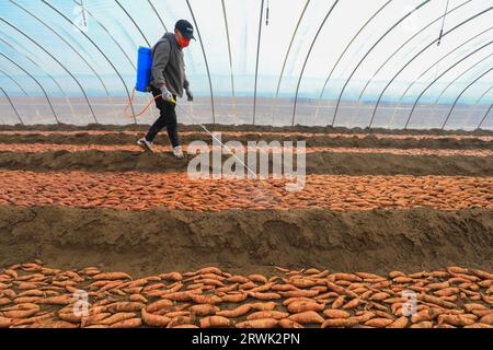 LUANNAN COUNTY, Cina - 21 marzo 2022: Gli agricoltori spruzzano fungicidi sui semi di patate dolci nella serra, nella Cina settentrionale Foto Stock