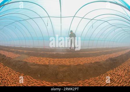 LUANNAN COUNTY, Cina - 21 marzo 2022: Gli agricoltori spruzzano fungicidi sui semi di patate dolci nella serra, nella Cina settentrionale Foto Stock