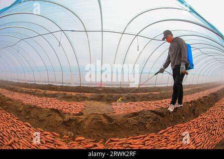 LUANNAN COUNTY, Cina - 21 marzo 2022: Gli agricoltori spruzzano fungicidi sui semi di patate dolci nella serra, nella Cina settentrionale Foto Stock