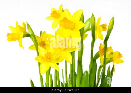 Narcisi su sfondo bianco, Jonquils di fronte a sfondo bianco Foto Stock