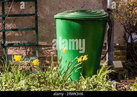 Regenton im Garten fuer das Sammeln von Regenwasser, canna piovana in un giardino per la raccolta dell'acqua piovana Foto Stock