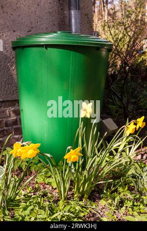 Regenton im Garten fuer das Sammeln von Regenwasser, canna piovana in un giardino per la raccolta dell'acqua piovana Foto Stock