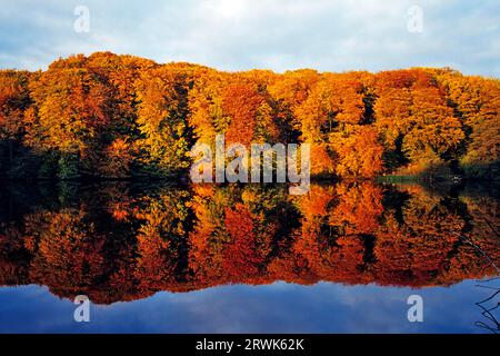 La foresta autunnale gioca a Herthasee, Herthawald, Jasmund National Park, Ruegen Island Foto Stock