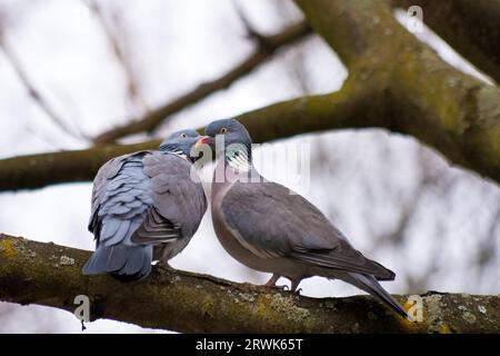 I piccioni fanno l'amore durante la stagione degli accoppiamenti Foto Stock