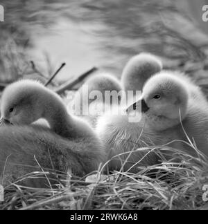 Cigno pulcini Foto Stock