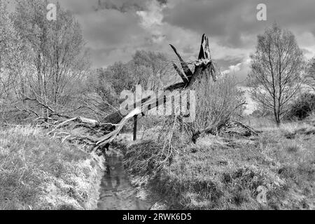 L'albero si è staccato dalla tempesta Foto Stock