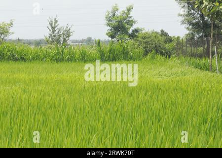 Campi di riso in Kerala India Foto Stock