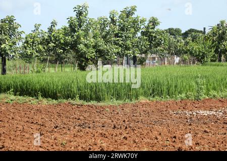Grana di fango nei campi Foto Stock