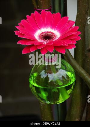 gerbera rossa singola in un bicchiere con acqua di colore verde e riflessi corrispondenti Foto Stock